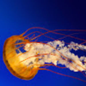 Meet your Posher, Brent